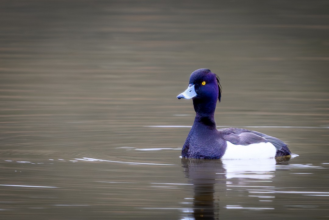 Tufted Duck - ML615286591