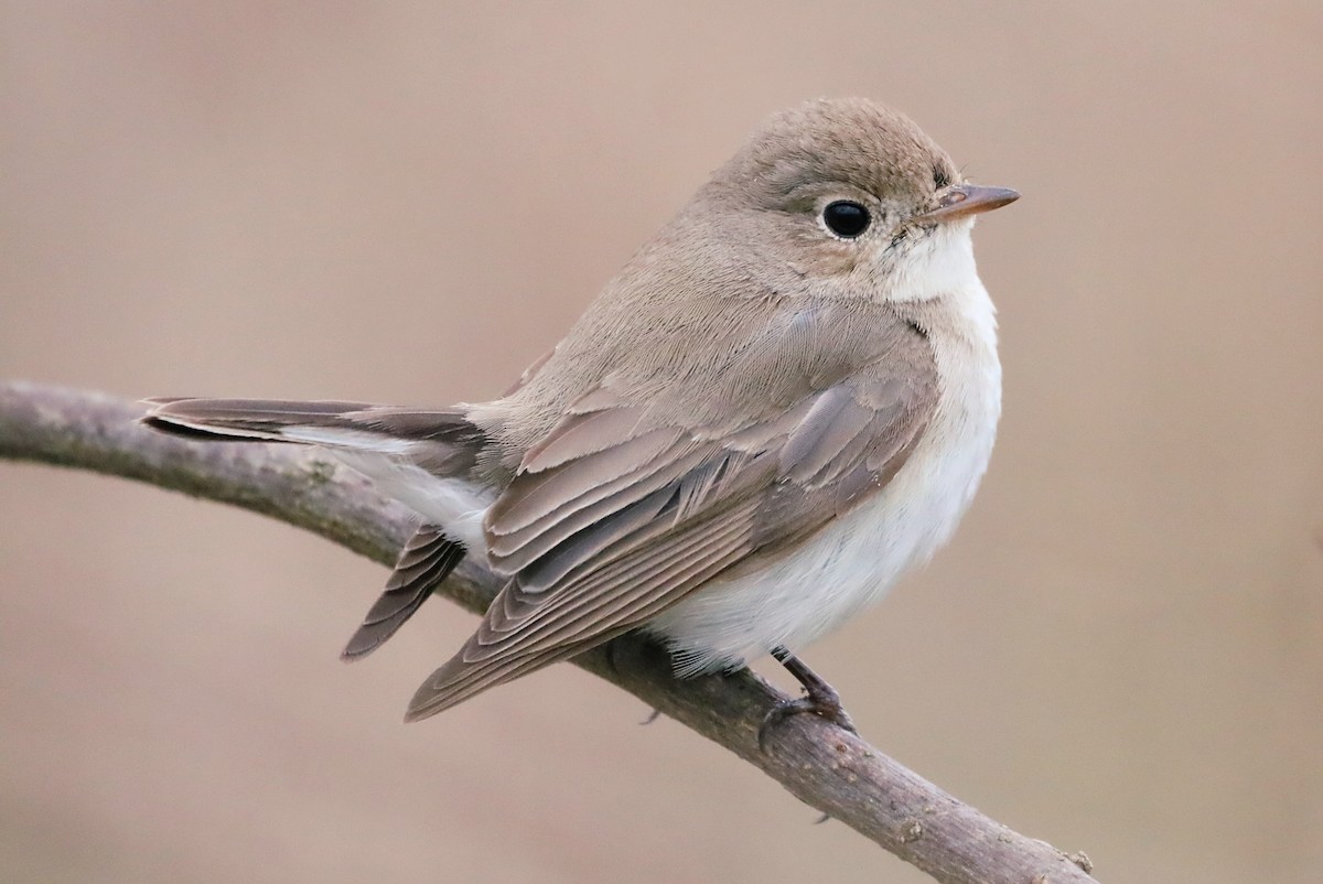 Red-breasted Flycatcher - Aline Horikawa