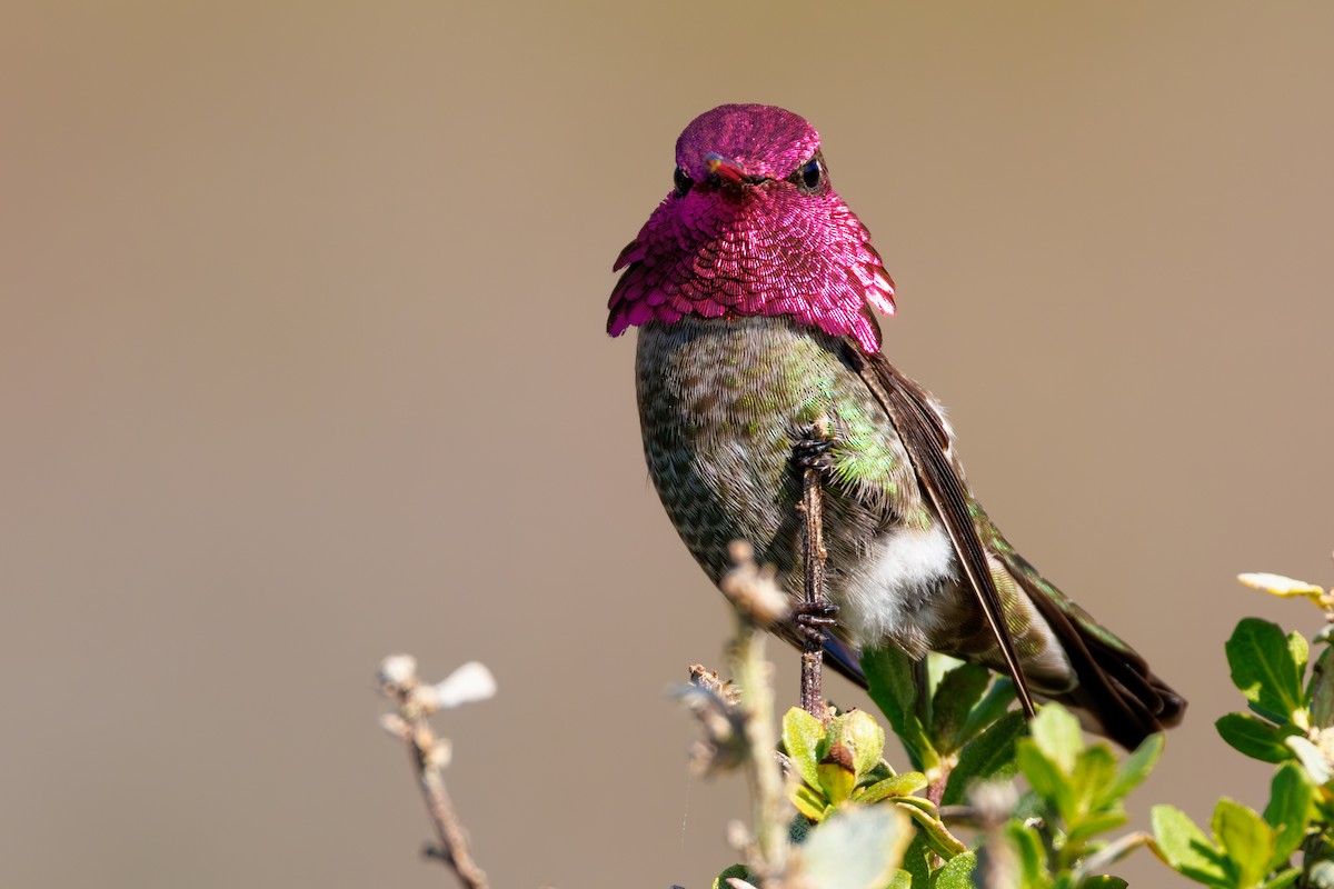 Anna's Hummingbird - Gates Dupont