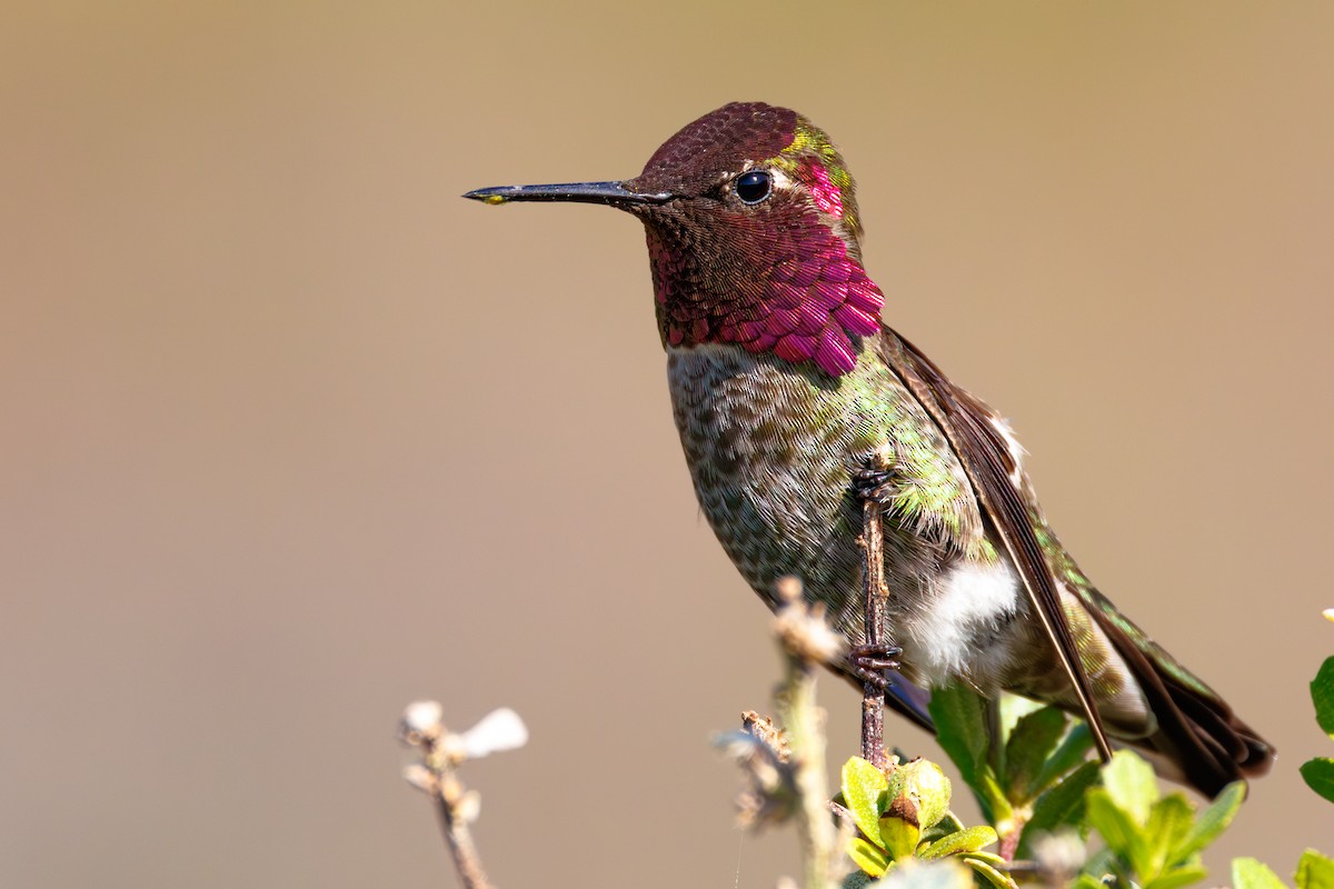 Anna's Hummingbird - ML615286733