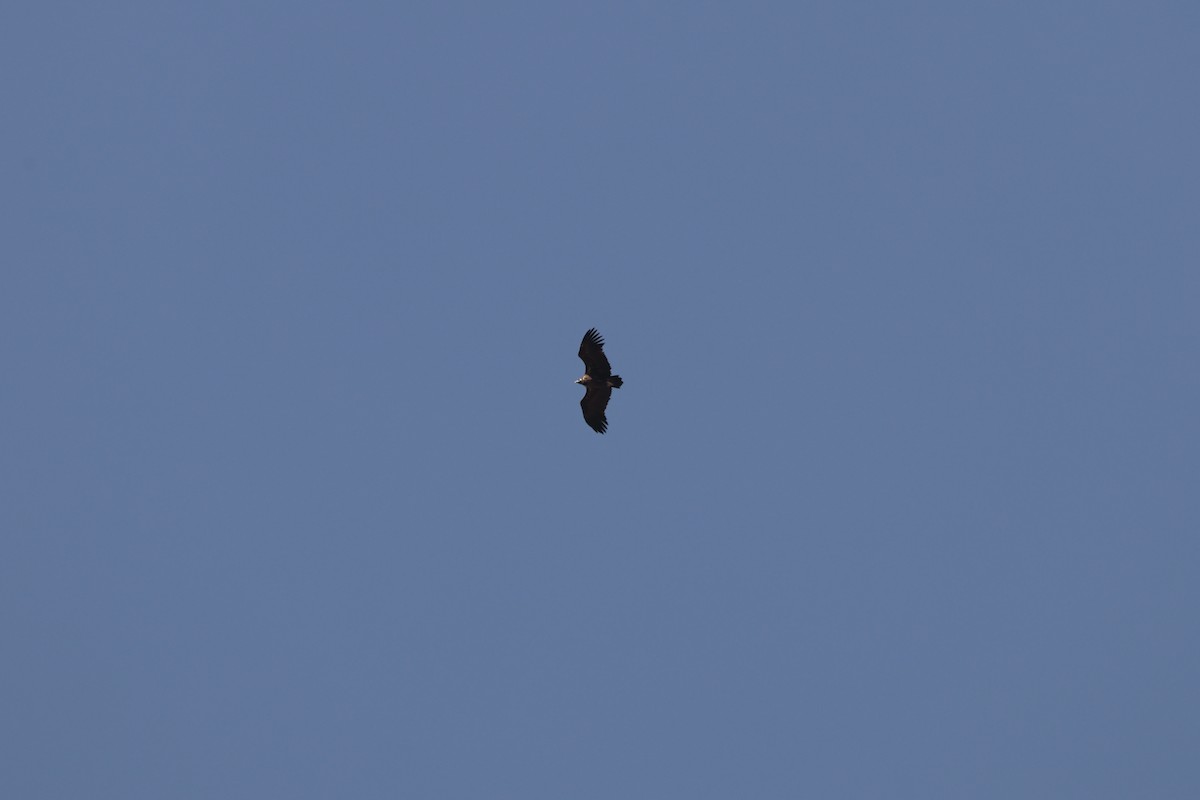 Cinereous Vulture - ML615286776