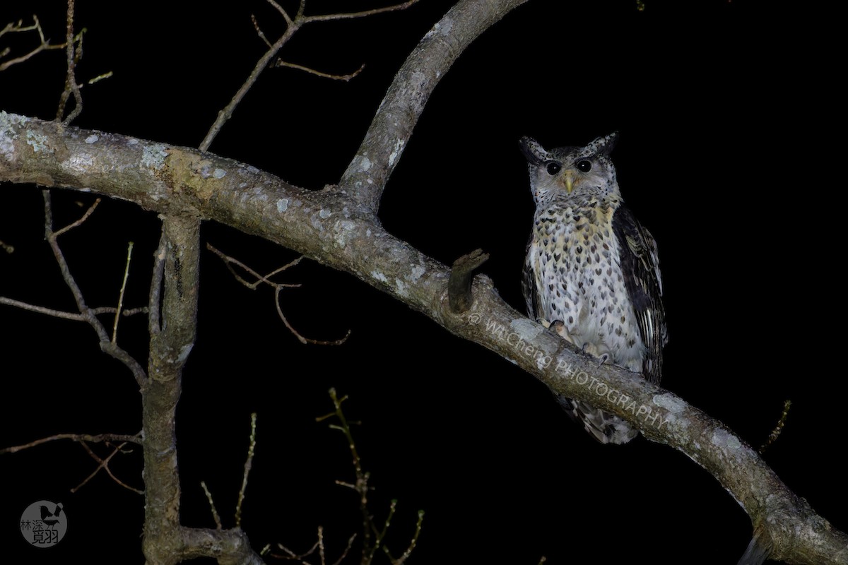 Spot-bellied Eagle-Owl - ML615286820