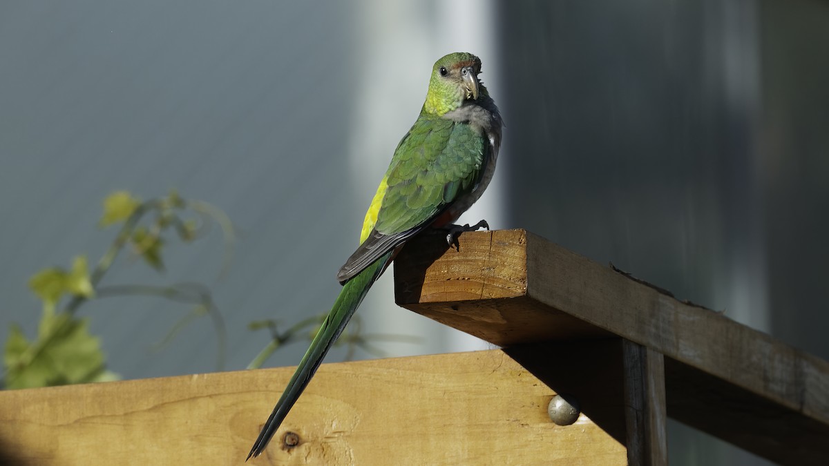 Red-capped Parrot - ML615286822