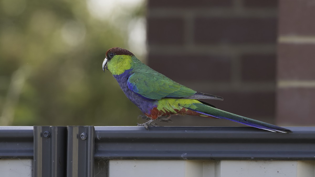 Red-capped Parrot - ML615286873