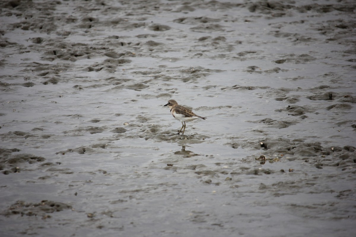 Double-banded Plover - ML615287033