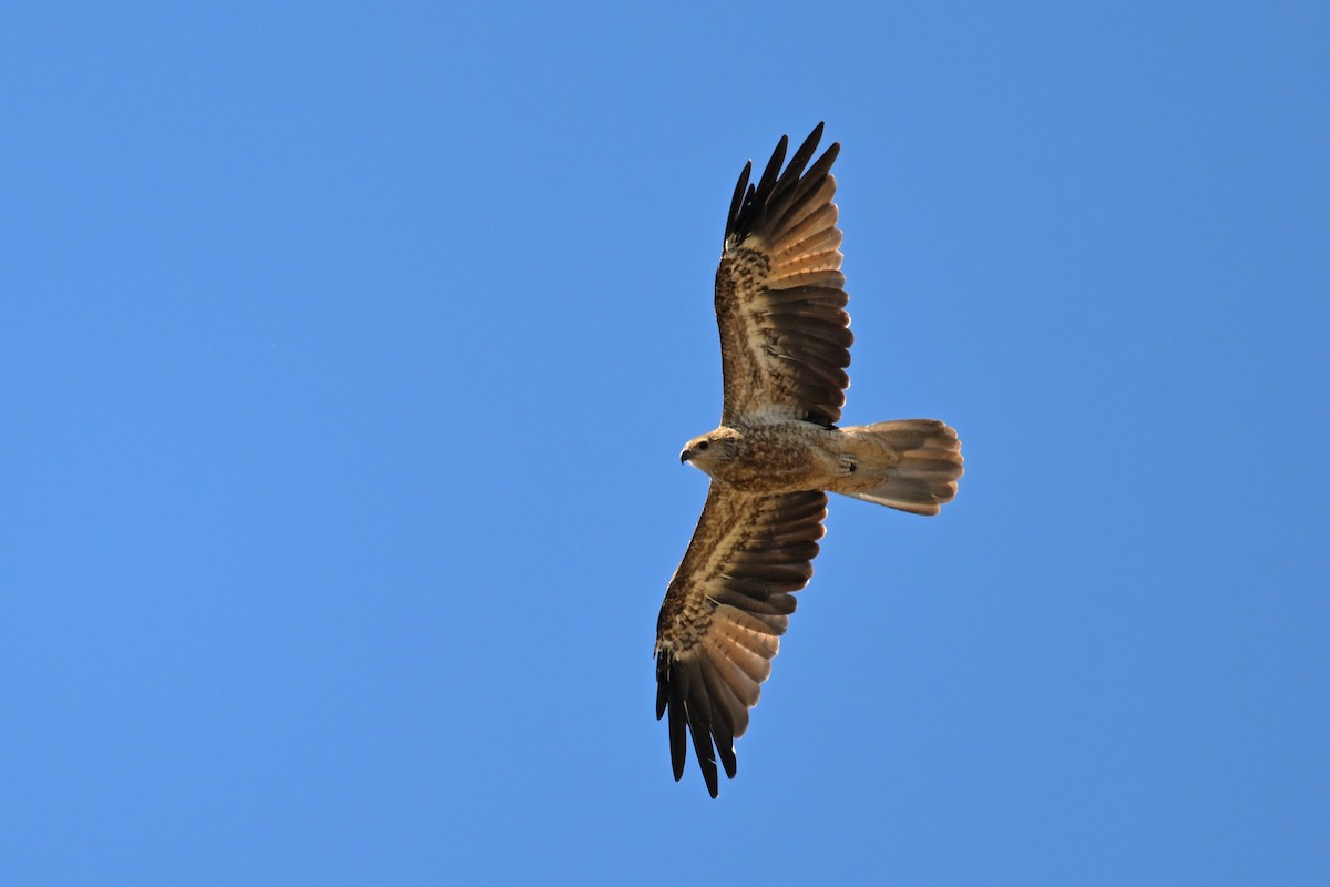 Whistling Kite - Ting-Wei (廷維) HUNG (洪)