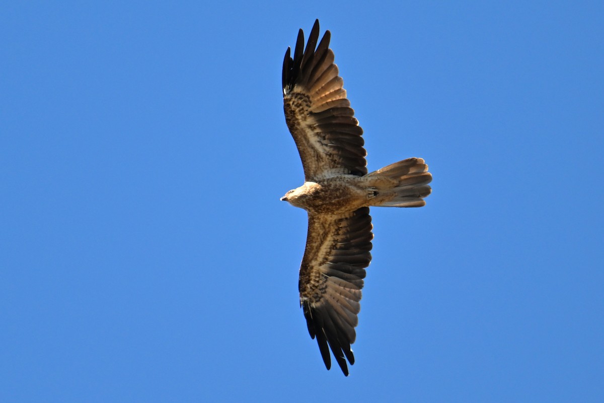 Whistling Kite - Ting-Wei (廷維) HUNG (洪)