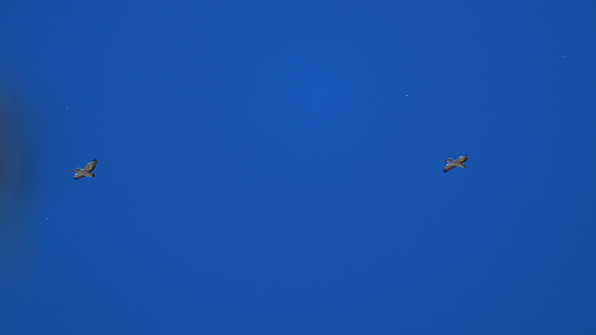 Австралийский пеликан - ML615287124