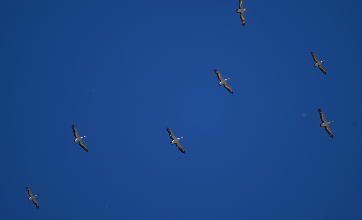 Австралийский пеликан - ML615287135
