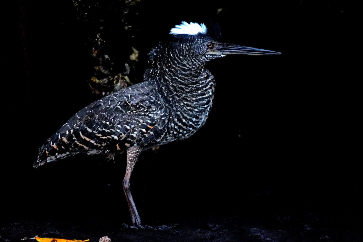 White-crested Tiger-Heron - ML615287137