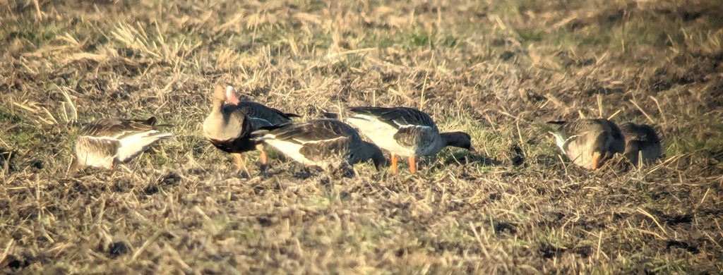 Greater White-fronted Goose - ML615287334