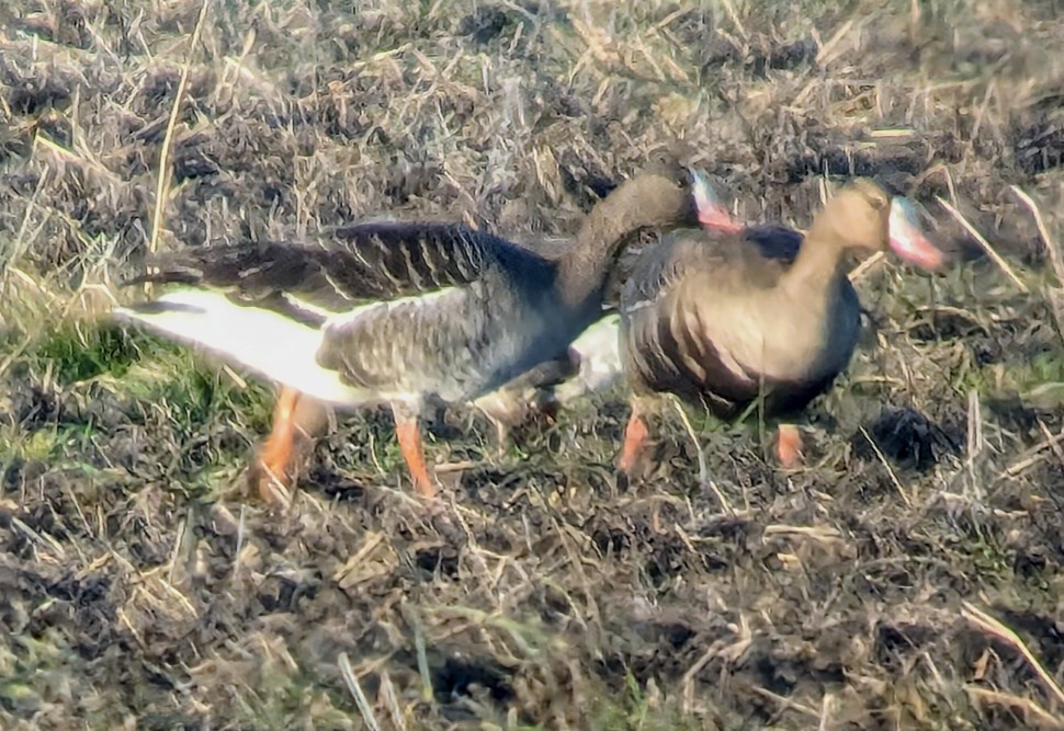 Greater White-fronted Goose - ML615287337