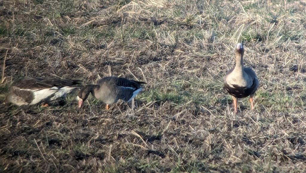 Greater White-fronted Goose - ML615287339