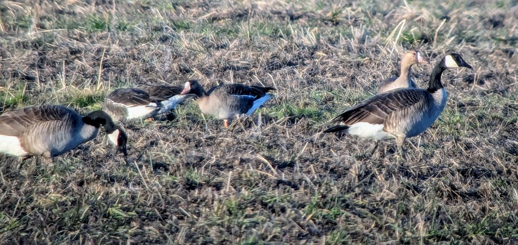 Greater White-fronted Goose - ML615287341