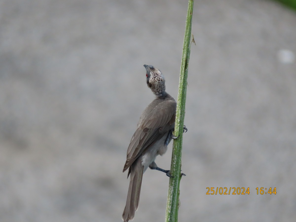 Helmeted Friarbird (Hornbill) - ML615287447