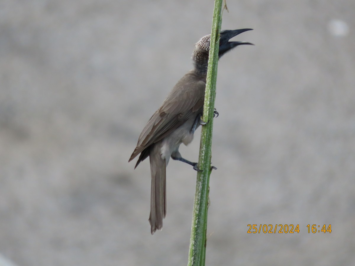 Helmeted Friarbird (Hornbill) - ML615287455