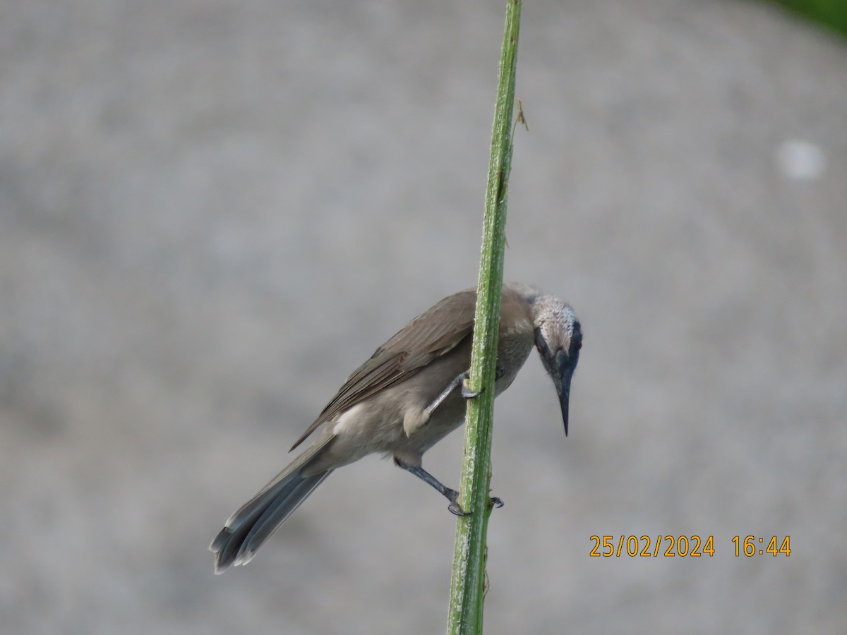 Helmeted Friarbird (Hornbill) - ML615287463