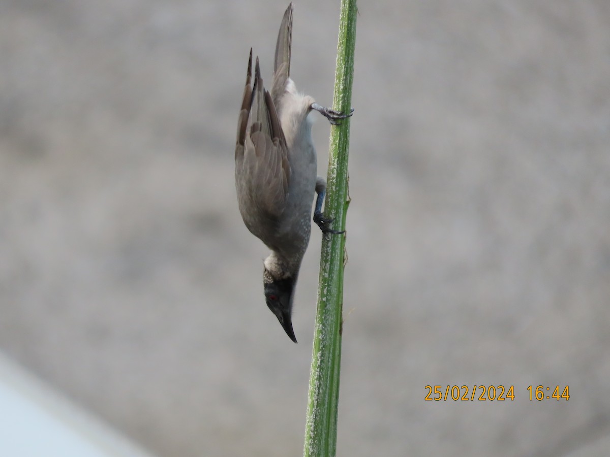 Helmeted Friarbird (Hornbill) - ML615287471