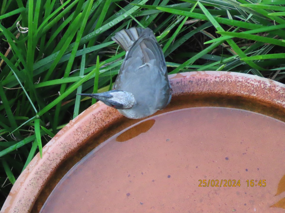 Helmeted Friarbird (Hornbill) - ML615287479