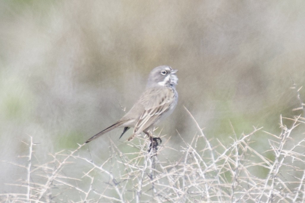 Bell's Sparrow (canescens) - ML615287640
