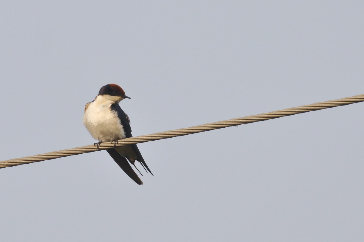Wire-tailed Swallow - ML615287659