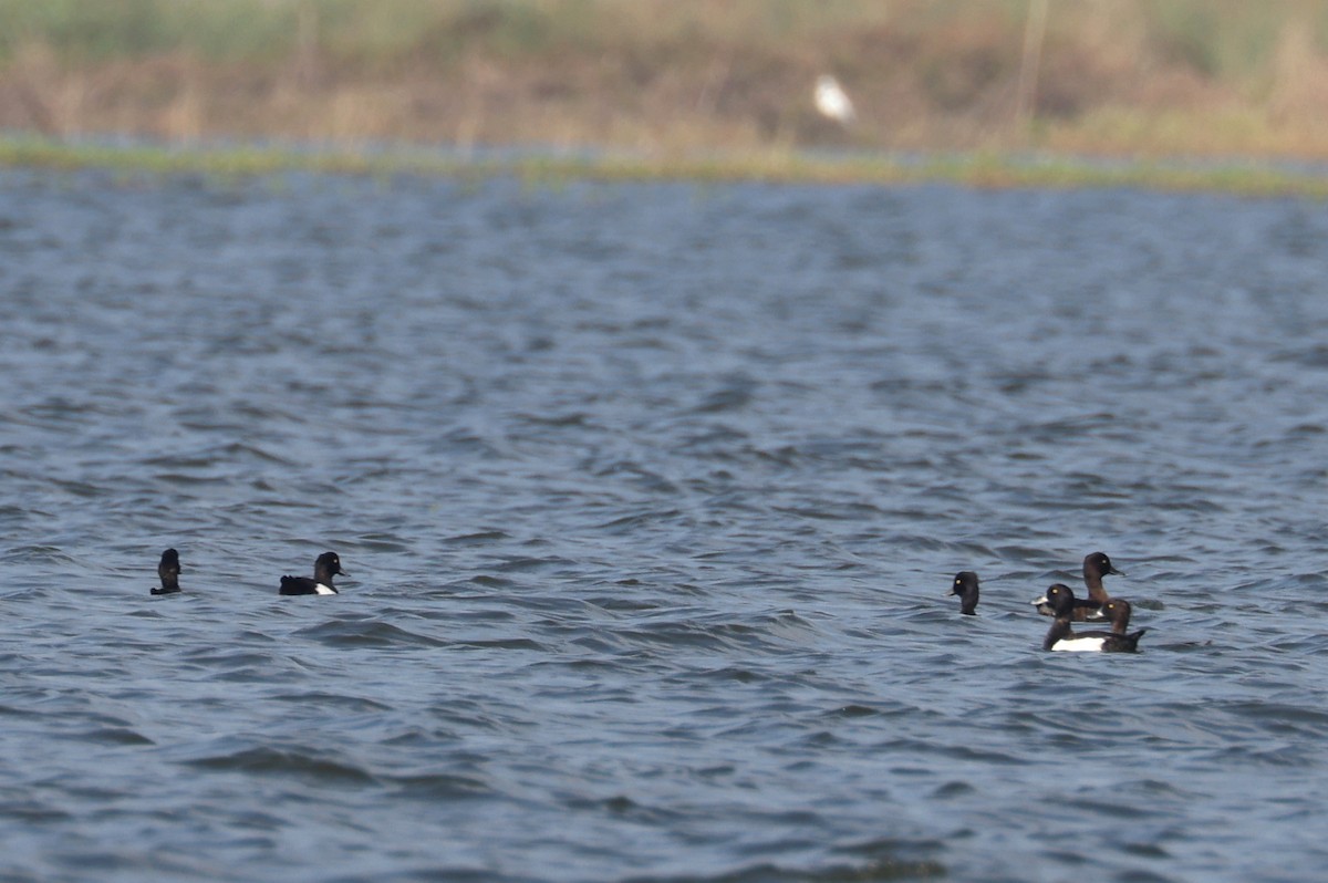 Tufted Duck - ML615287726