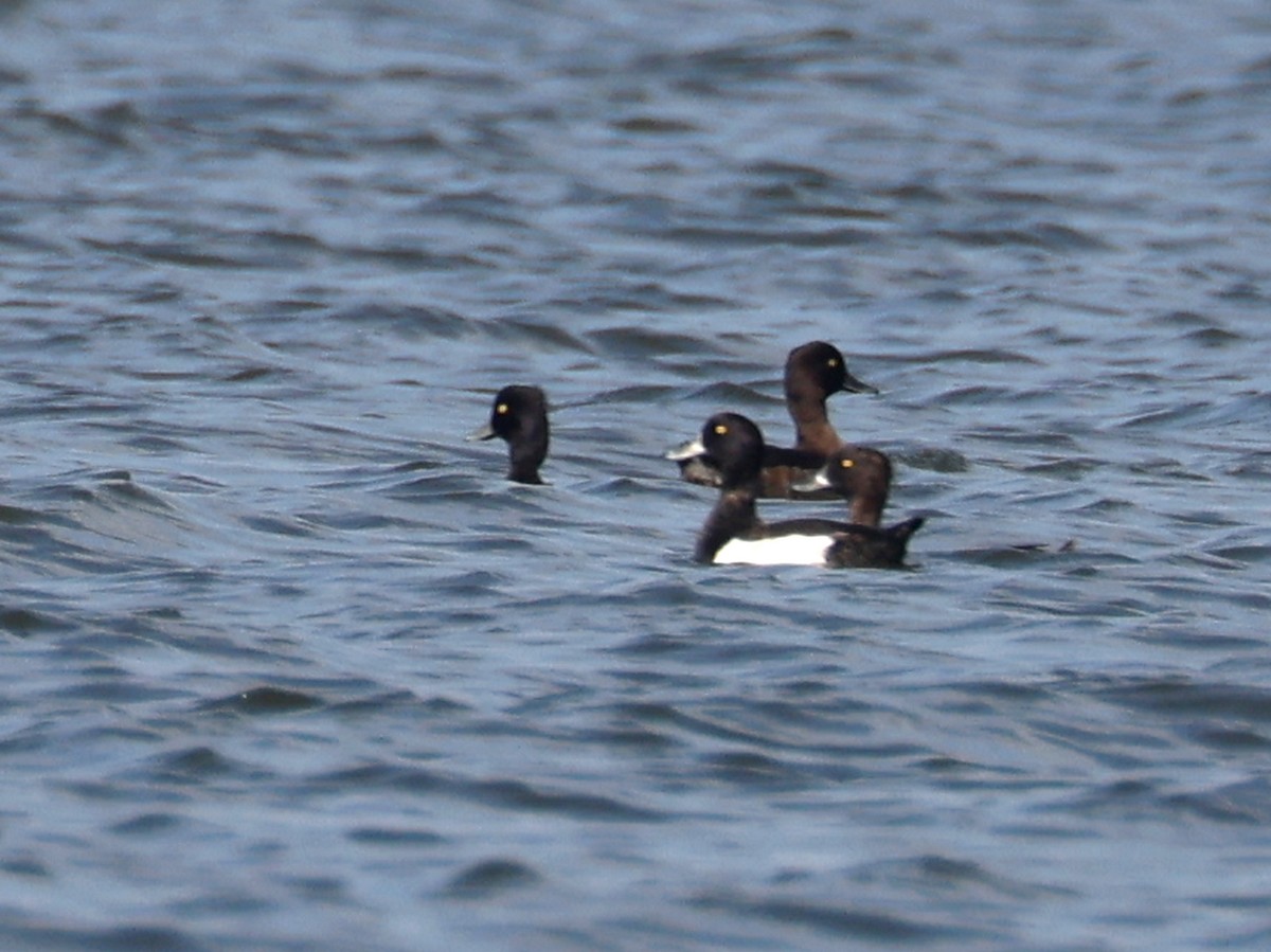 Tufted Duck - ML615287727