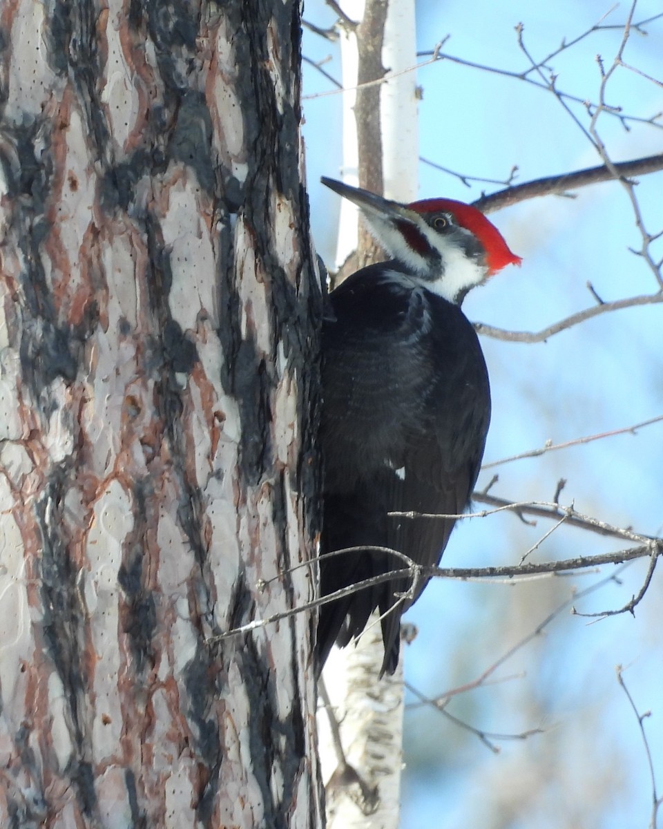 Pileated Woodpecker - ML615287795
