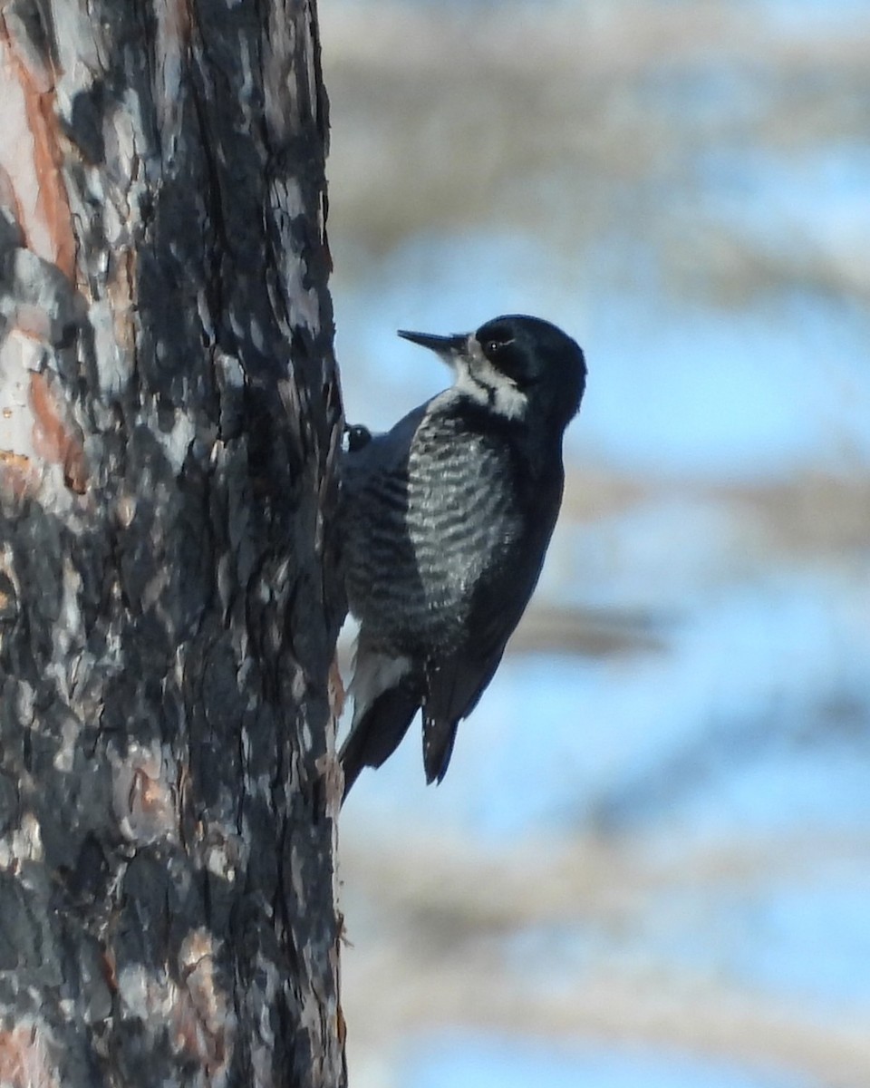Black-backed Woodpecker - Nick Komar