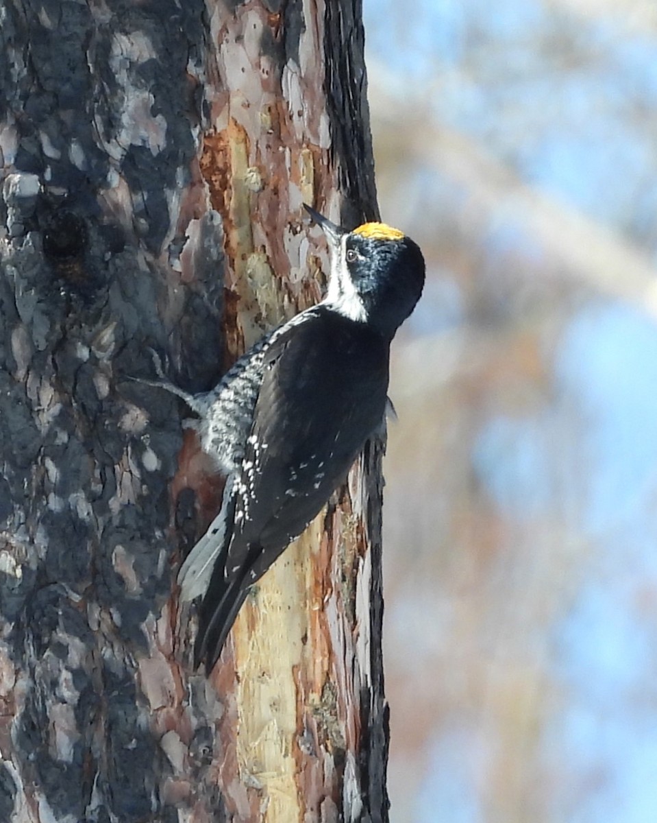 Black-backed Woodpecker - ML615287874