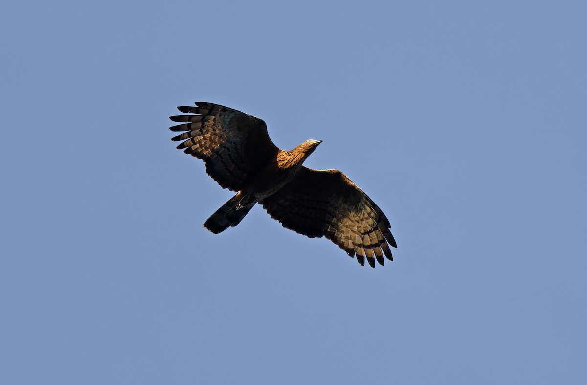 Oriental Honey-buzzard (Indomalayan) - Robert Hutchinson