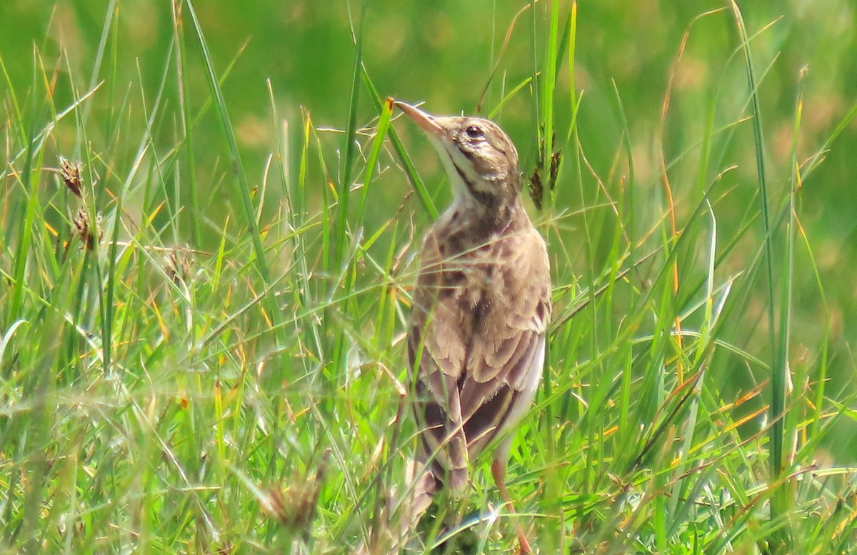 African Pipit - ML615288053