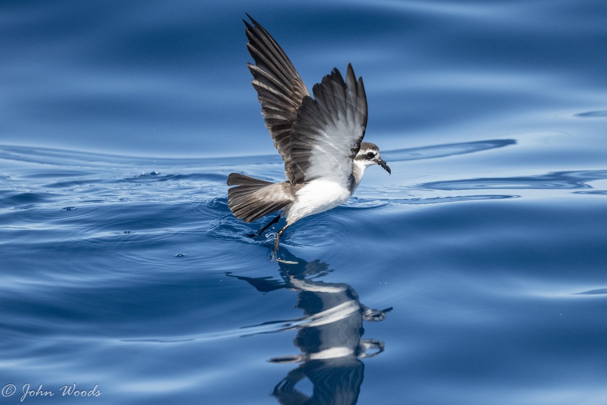 White-faced Storm-Petrel - ML615288160