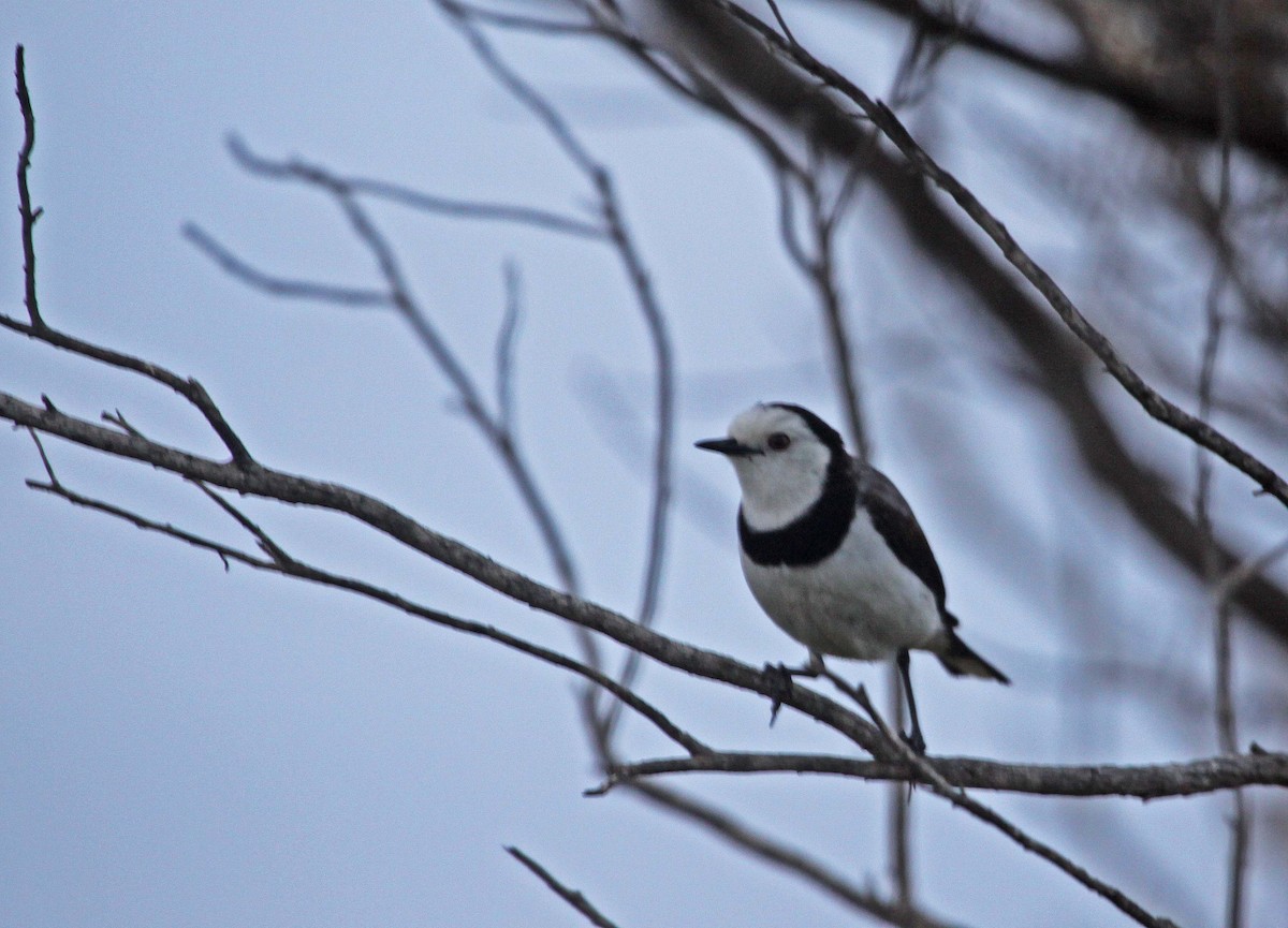 White-fronted Chat - ML615288185