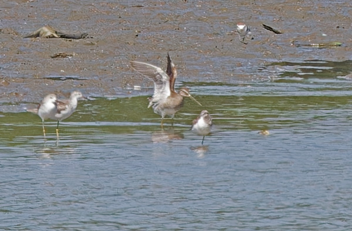 Long-billed Dowitcher - ML615288407