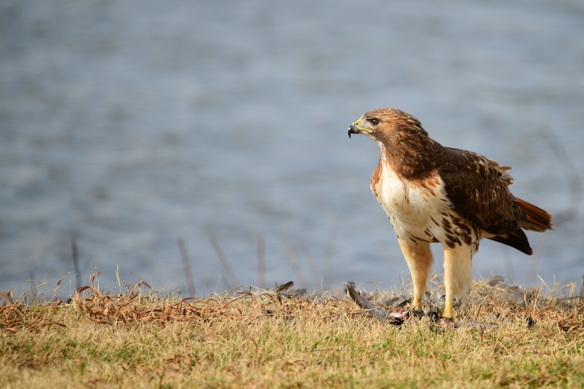 Red-tailed Hawk - Cole Penning