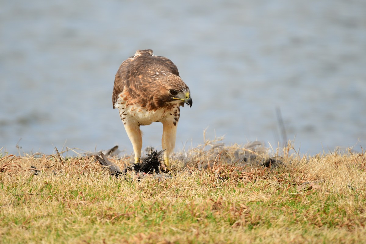 Red-tailed Hawk - ML615288469