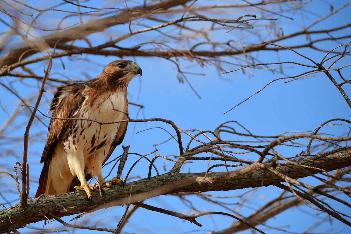 Red-tailed Hawk - ML615288470