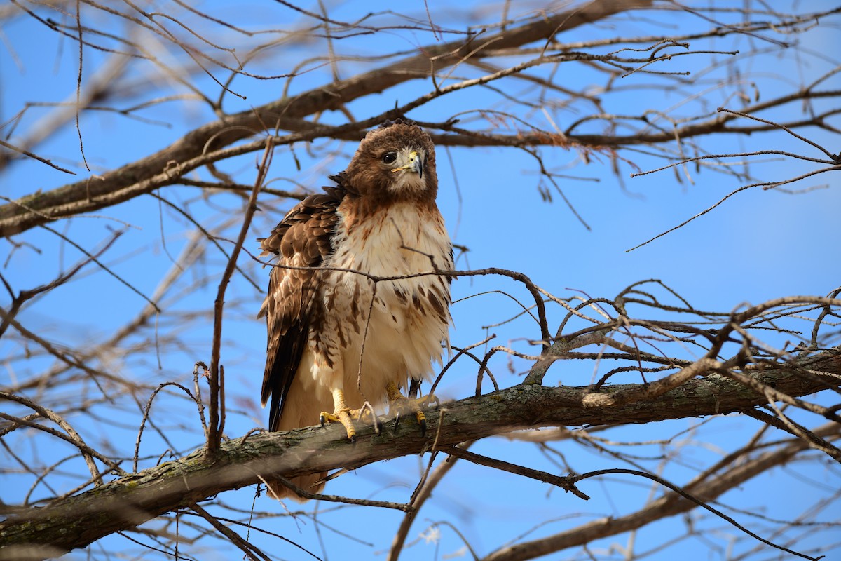 Red-tailed Hawk - ML615288471