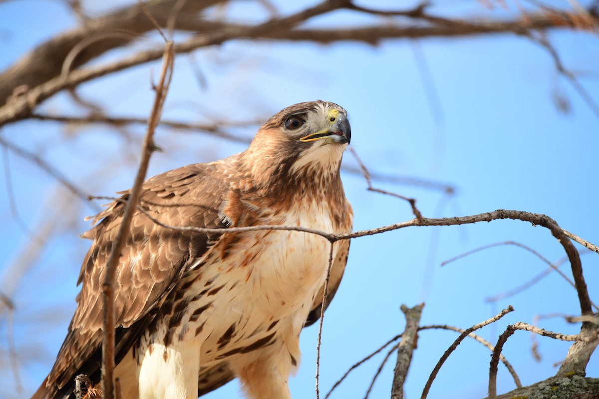 Red-tailed Hawk - ML615288472