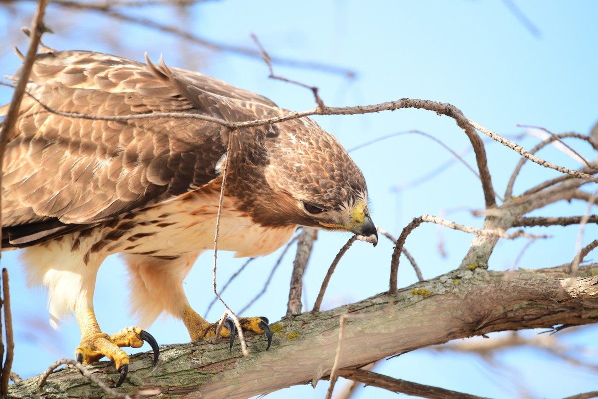 Red-tailed Hawk - ML615288474