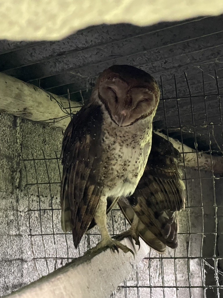Barn Owl (Galapagos) - ML615288527
