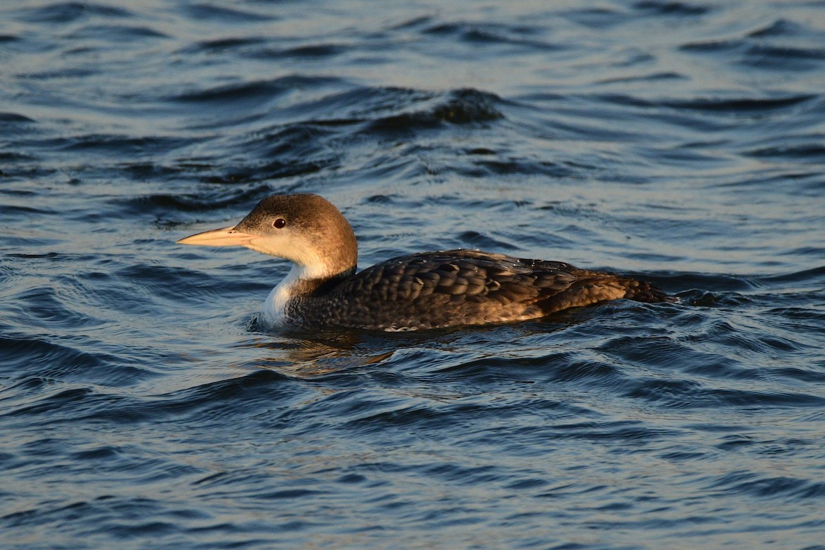 Common Loon - Cole Penning