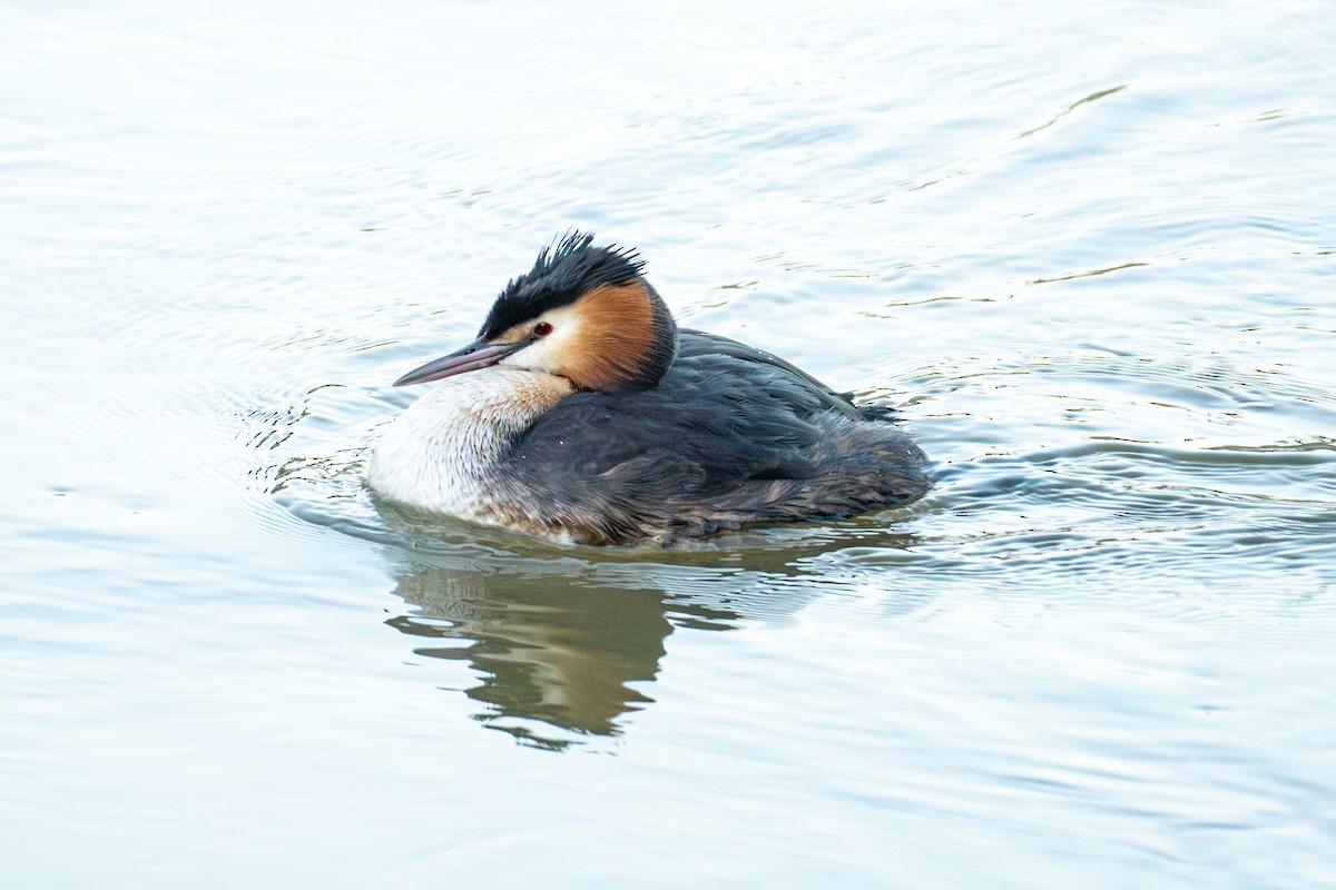 Great Crested Grebe - ML615288586