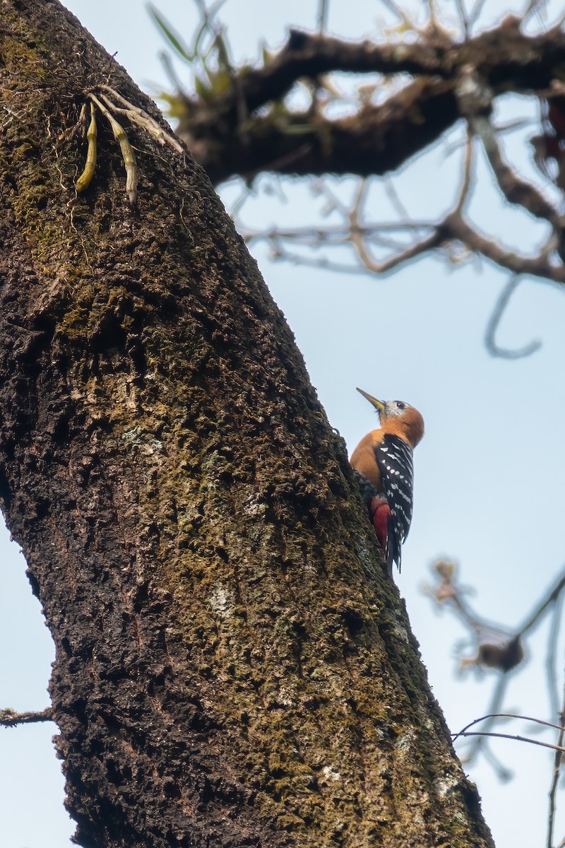 Rufous-bellied Woodpecker - ML615288618