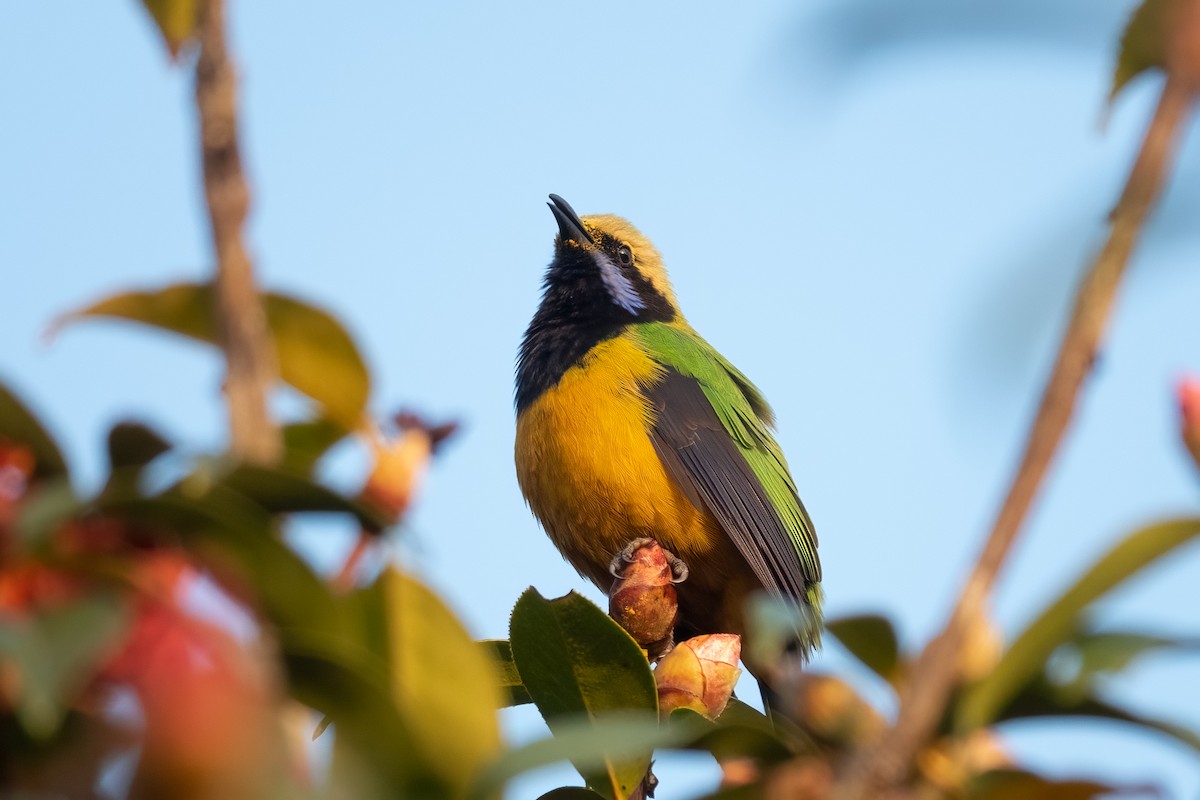 Orange-bellied Leafbird (Orange-bellied) - ML615288625