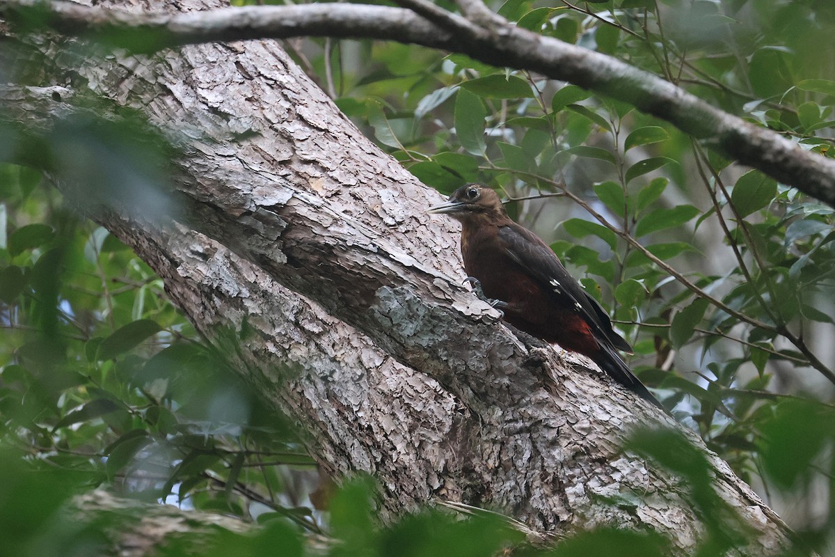 Okinawa Woodpecker - ML615288635
