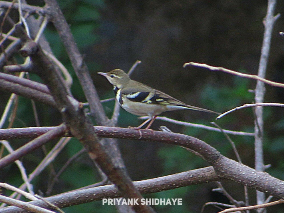 Forest Wagtail - ML615288736