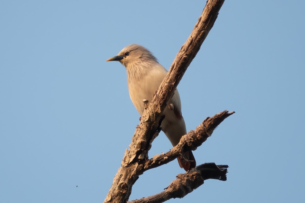 Chestnut-tailed Starling - ML615288746