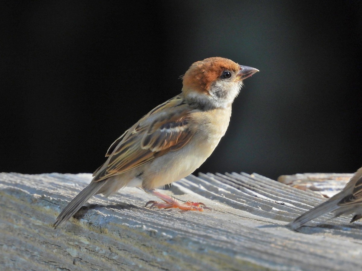 Eurasian Tree Sparrow - ML615288801